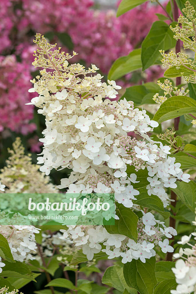 675102 - Panicle hydrangea (Hydrangea paniculata 'White Lady')