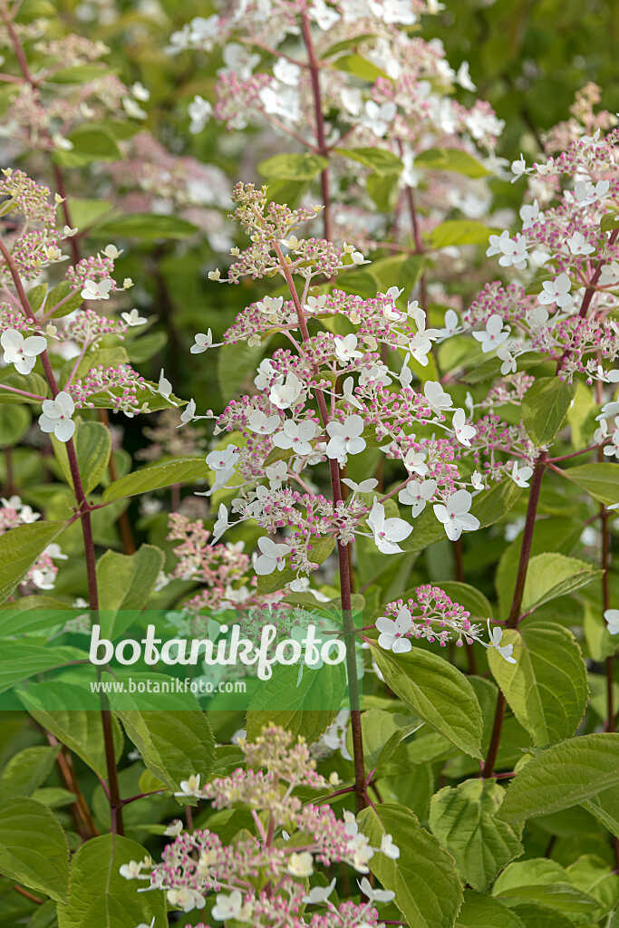 675103 - Panicle hydrangea (Hydrangea paniculata 'White Tiara')