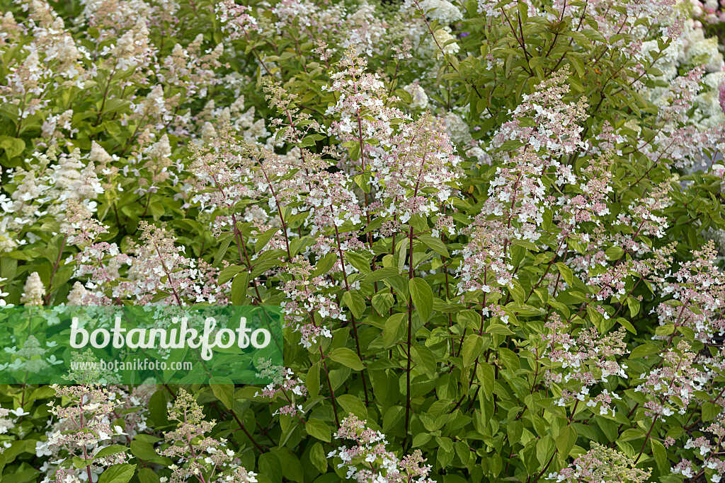 675104 - Panicle hydrangea (Hydrangea paniculata 'White Tiara')
