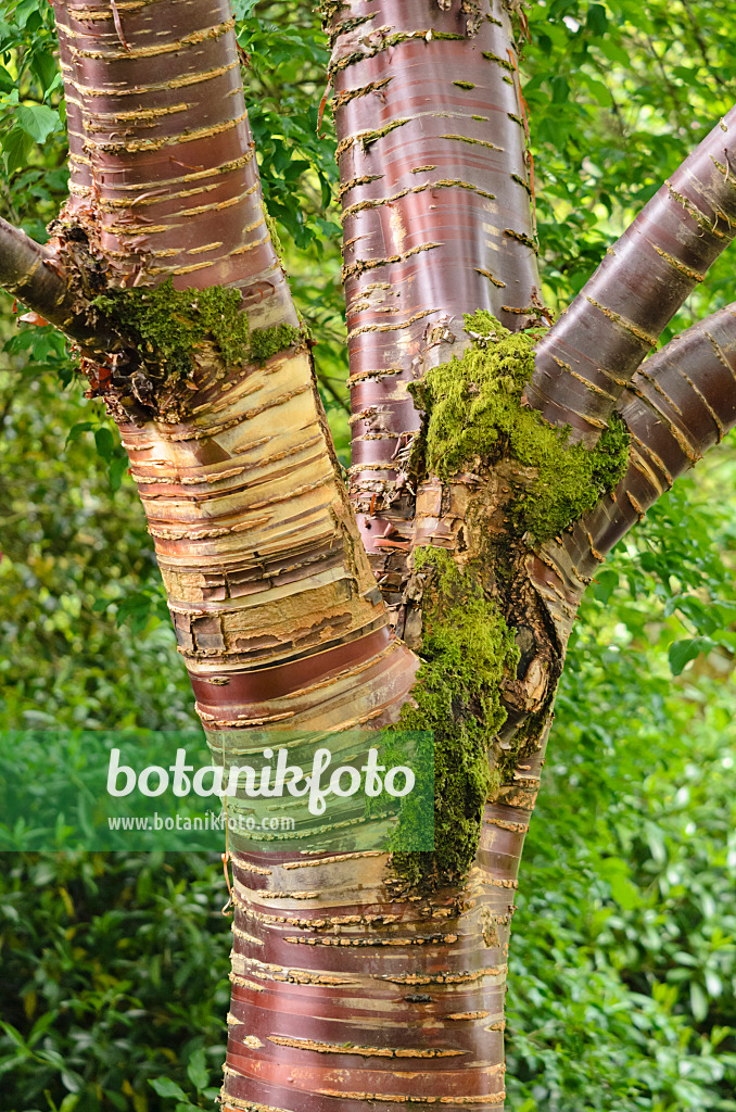 533406 - Paperbark cherry (Prunus serrula)