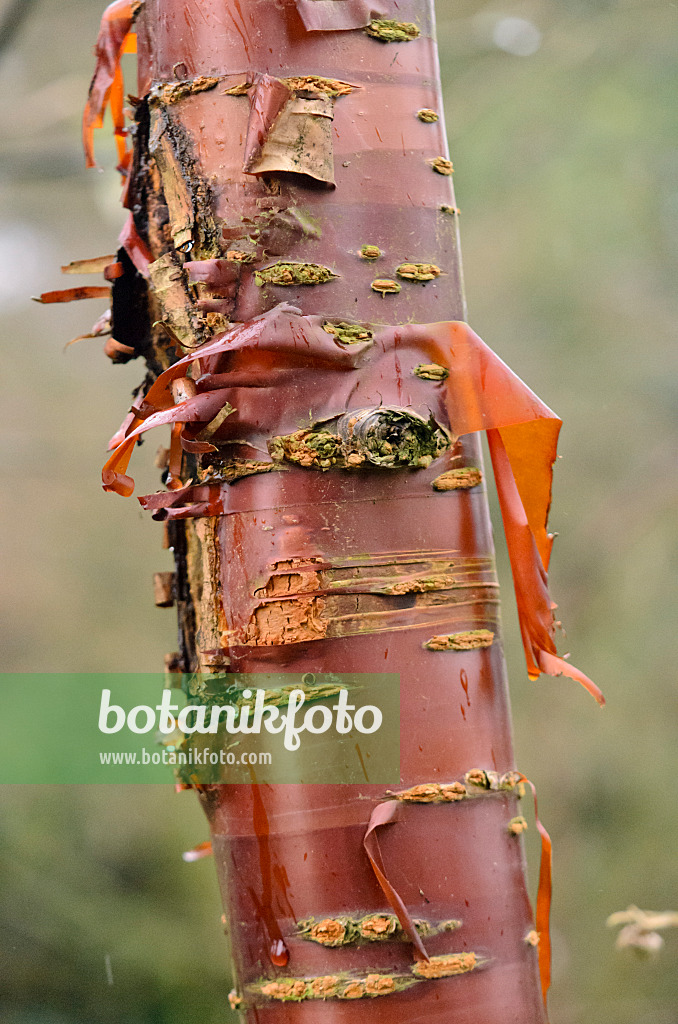 553042 - Paperbark cherry (Prunus serrula)