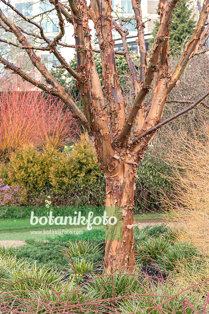 651010 - Paperbark maple (Acer griseum)