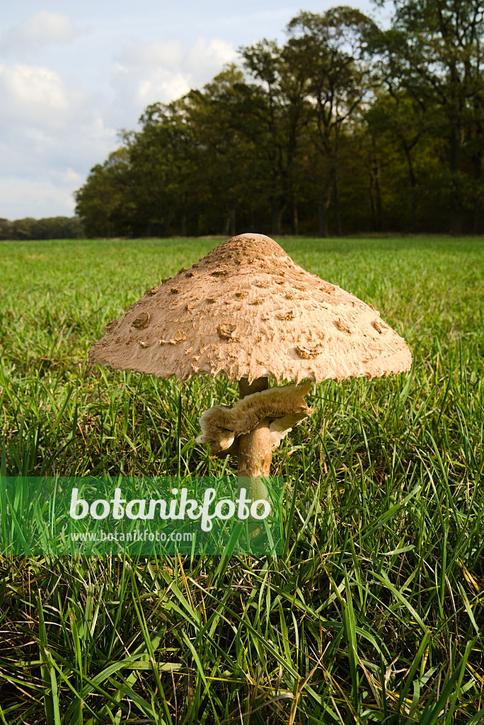 672048 - Parasol (Macrolepiota procera)