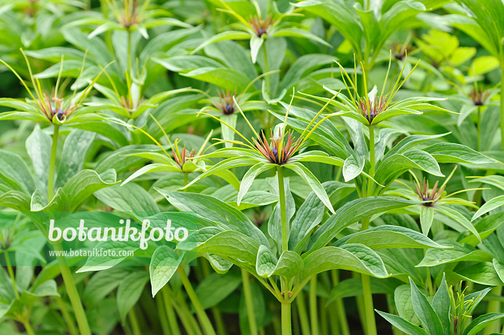 485084 - Parisette (Paris polyphylla)