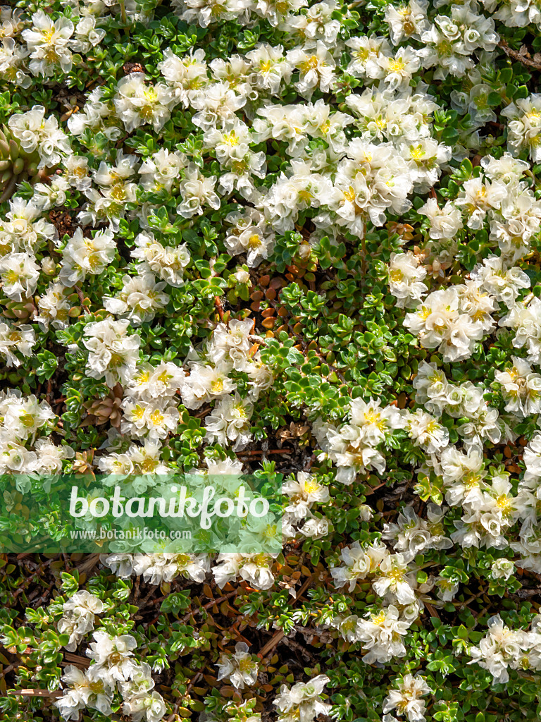 438203 - Paronyque de Kapel (Paronychia kapela subsp. serpyllifolia)