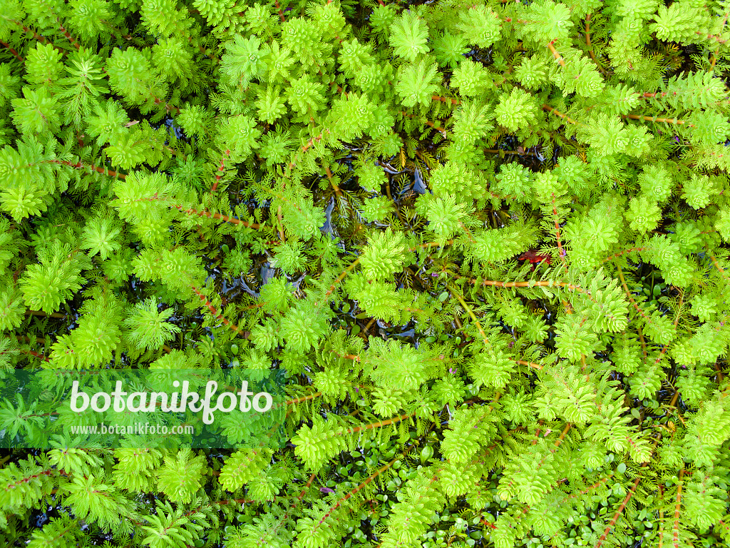428323 - Parrot feather (Myriophyllum aquaticum)