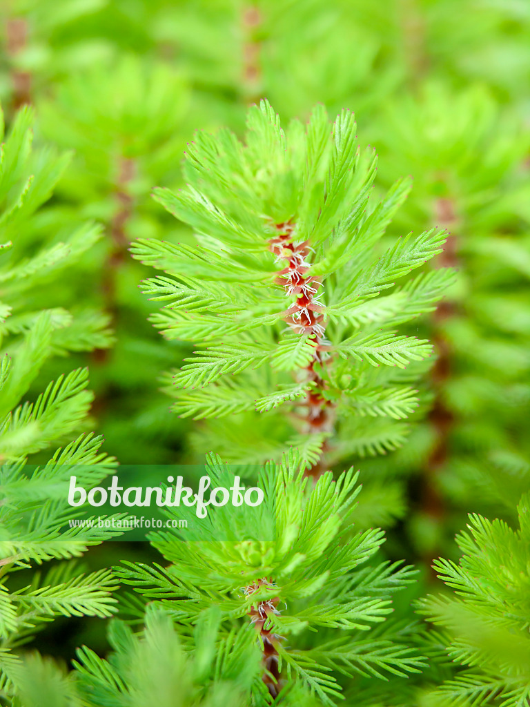 428324 - Parrot feather (Myriophyllum aquaticum)