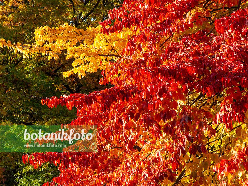 465152 - Parrotie de Perse (Parrotia persica)