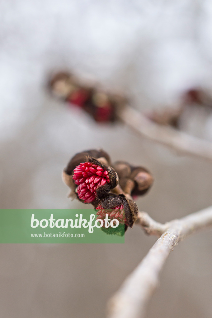 516008 - Parrotie de Perse (Parrotia persica)
