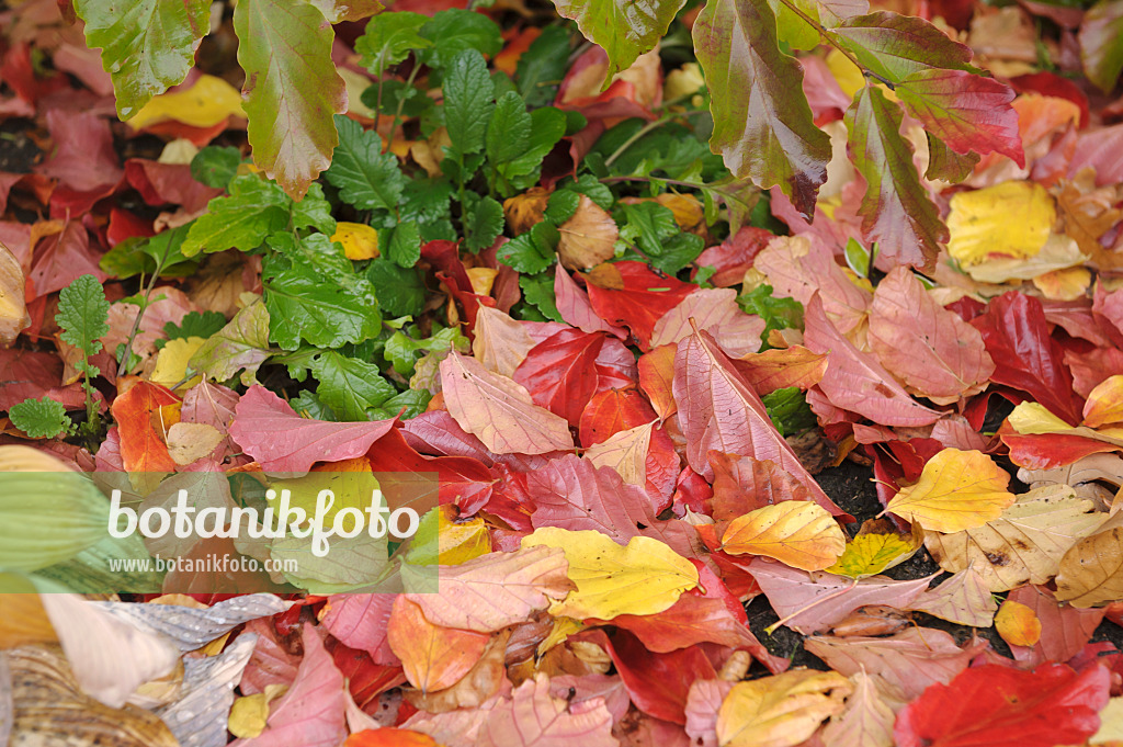 517208 - Parrotie de Perse (Parrotia persica)