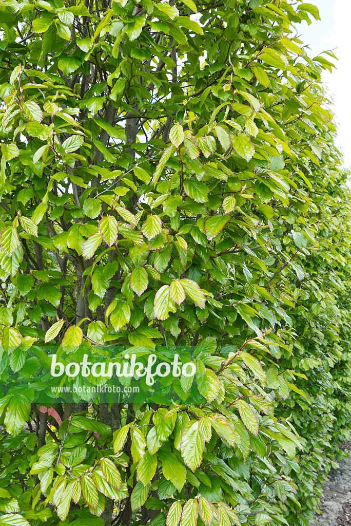 544055 - Parrotie de Perse (Parrotia persica)