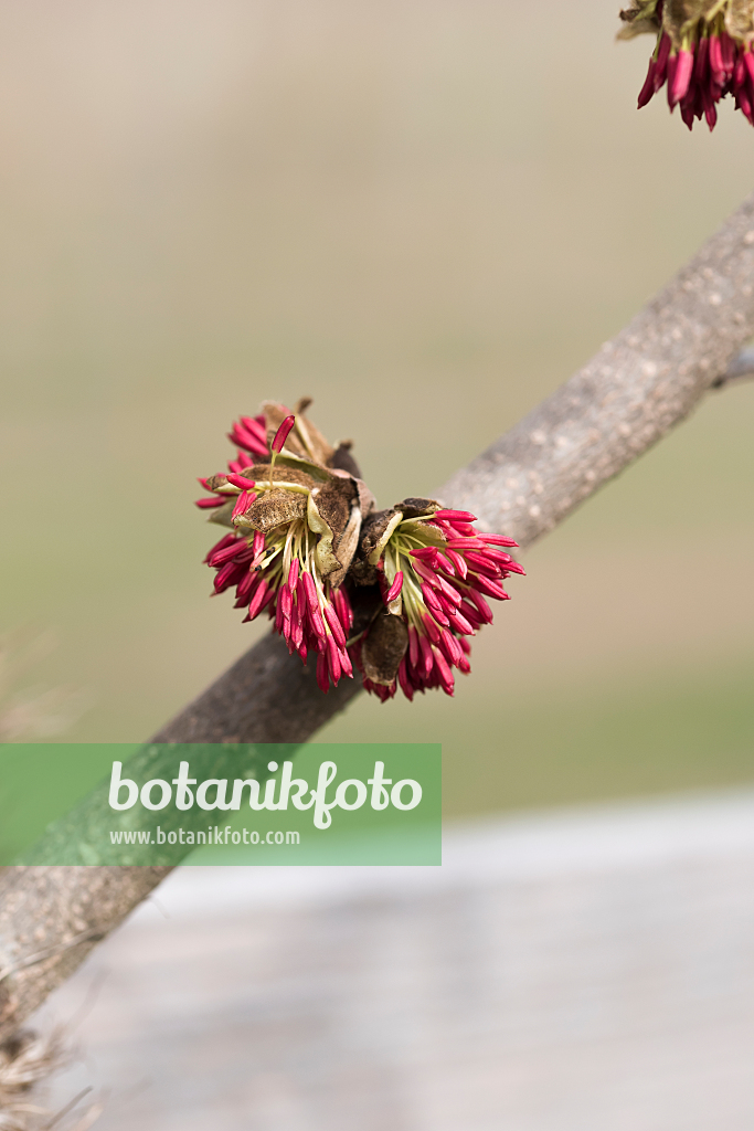 664282 - Parrotie de Perse (Parrotia persica 'Fastigiata')