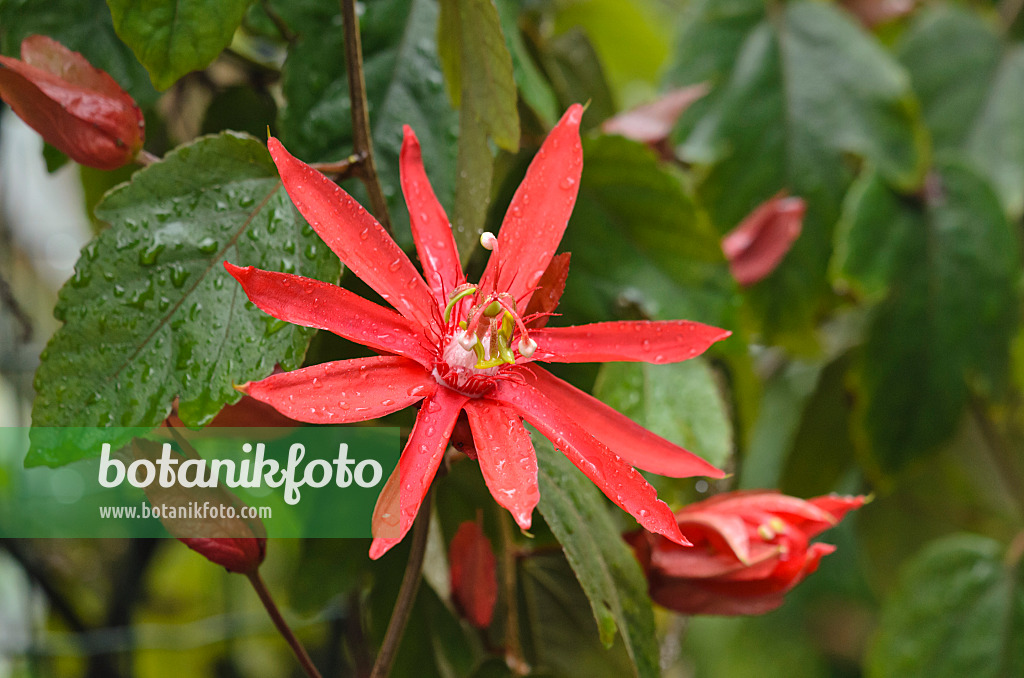 549102 - Passiflore à feuilles de vigne (Passiflora vitifolia)