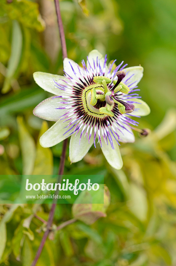 525116 - Passiflore bleue (Passiflora caerulea)