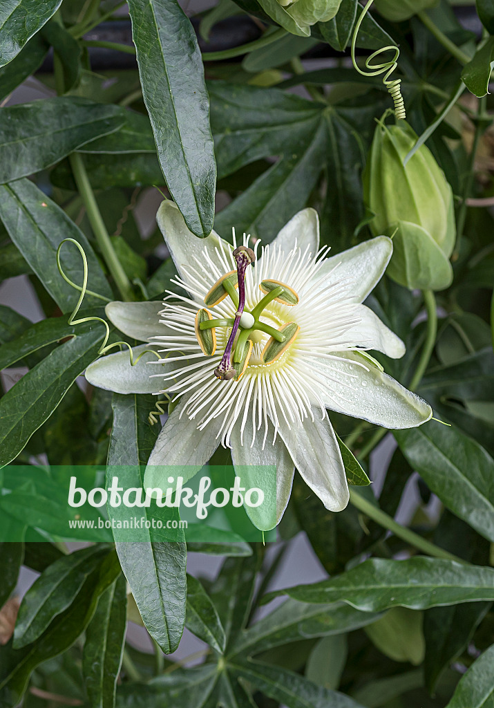 651422 - Passiflore bleue (Passiflora caerulea 'Constance Elliott')