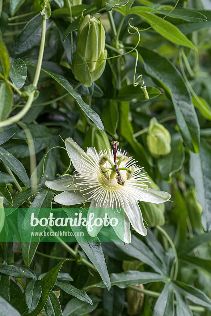 651423 - Passiflore bleue (Passiflora caerulea 'Constance Elliott')