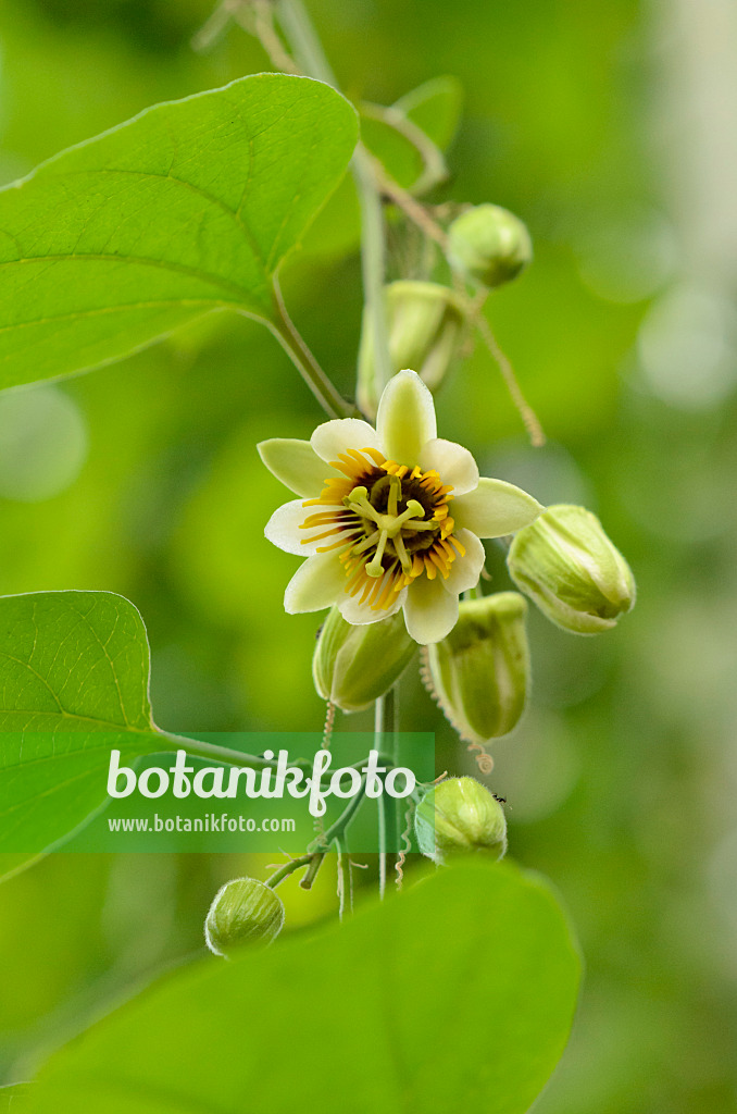 548013 - Passiflore (Passiflora)