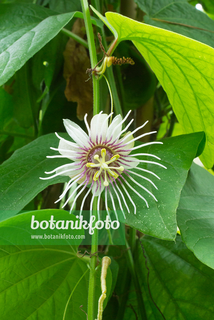 548115 - Passiflore (Passiflora)