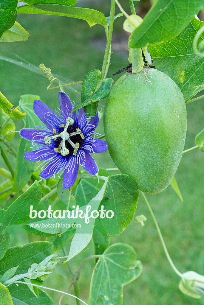 561068 - Passiflore (Passiflora amethystina)
