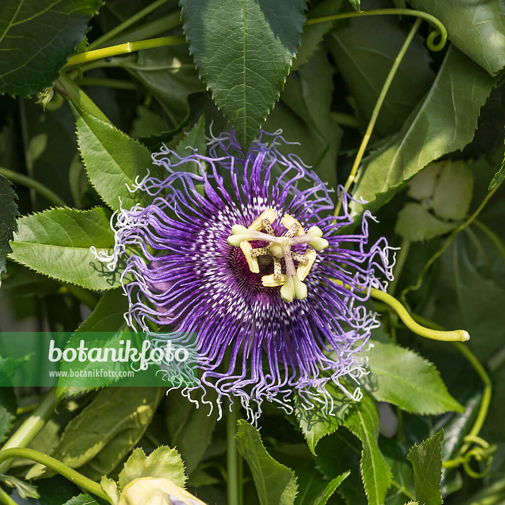 675265 - Passiflore (Passiflora Byron Beauty)