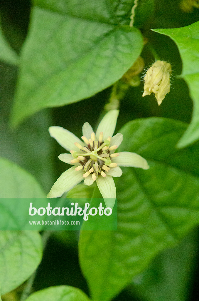 534513 - Passiflore (Passiflora conzattiana)