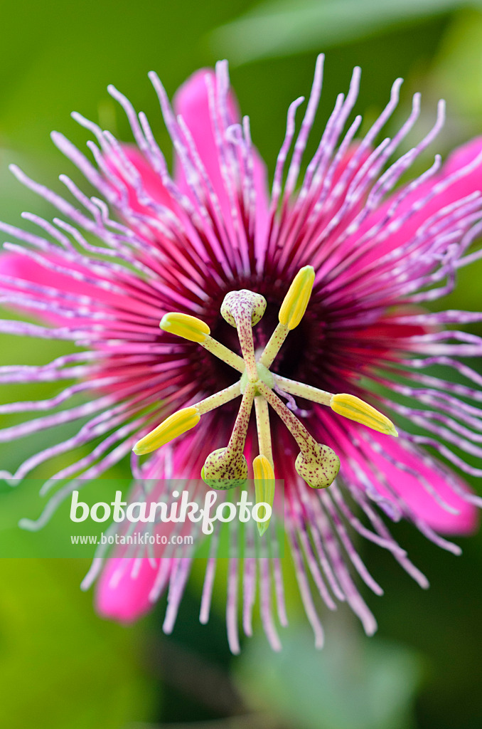 547356 - Passiflore (Passiflora Crimson Tears)