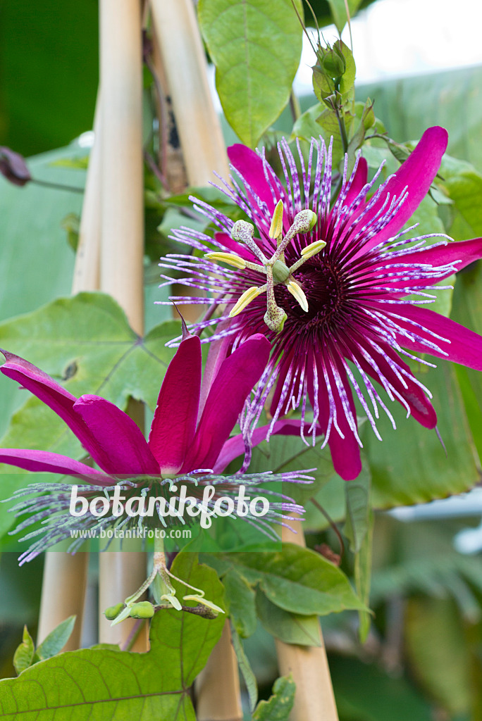 549170 - Passiflore (Passiflora Crimson Tears)