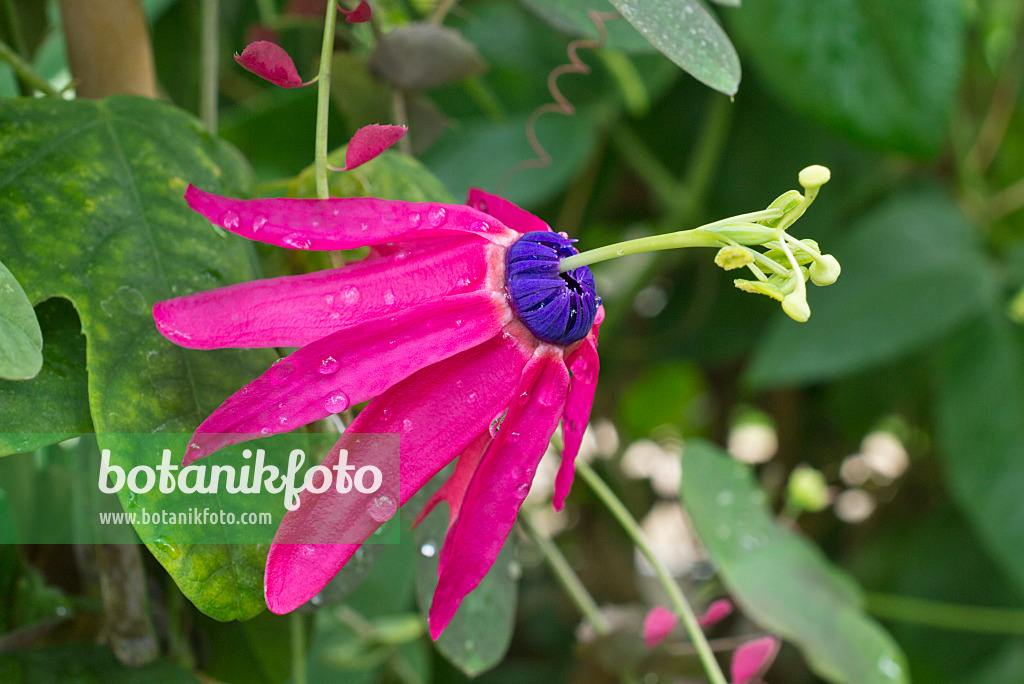 559134 - Passiflore (Passiflora edmundoi)