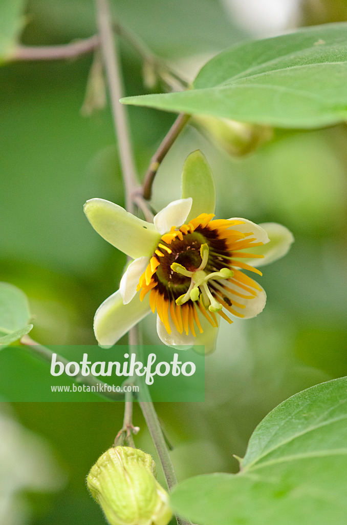 534492 - Passiflore (Passiflora holosericea)