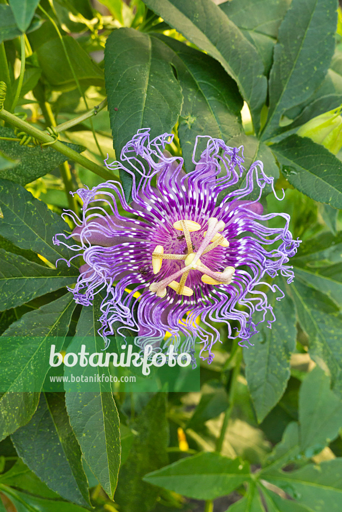 610023 - Passiflore (Passiflora Incense)