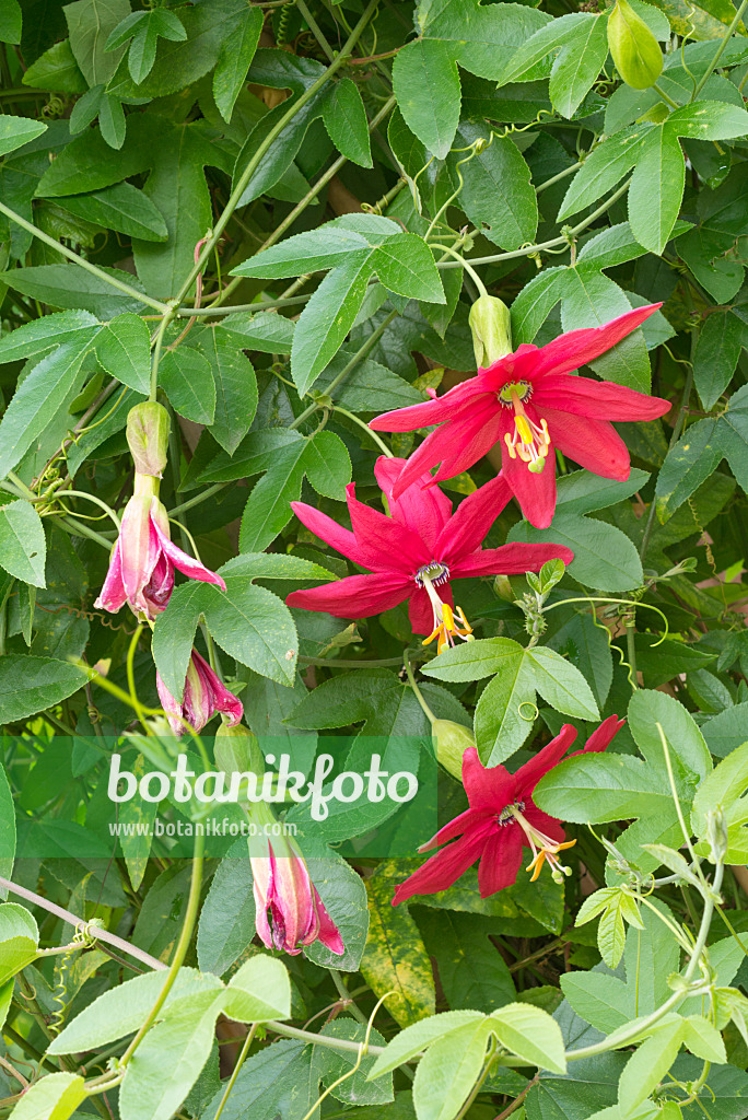 561088 - Passiflore (Passiflora manicata)