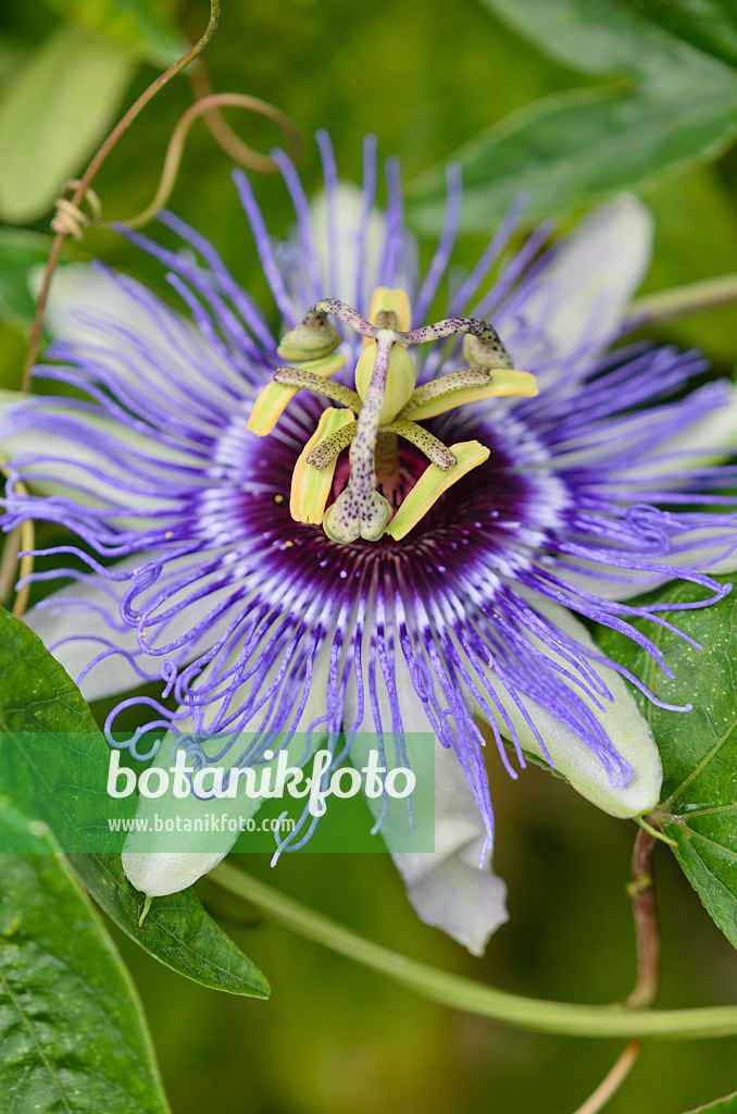 547317 - Passiflore (Passiflora Petra)