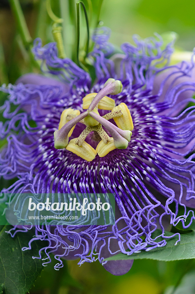 548010 - Passiflore (Passiflora Temptation)
