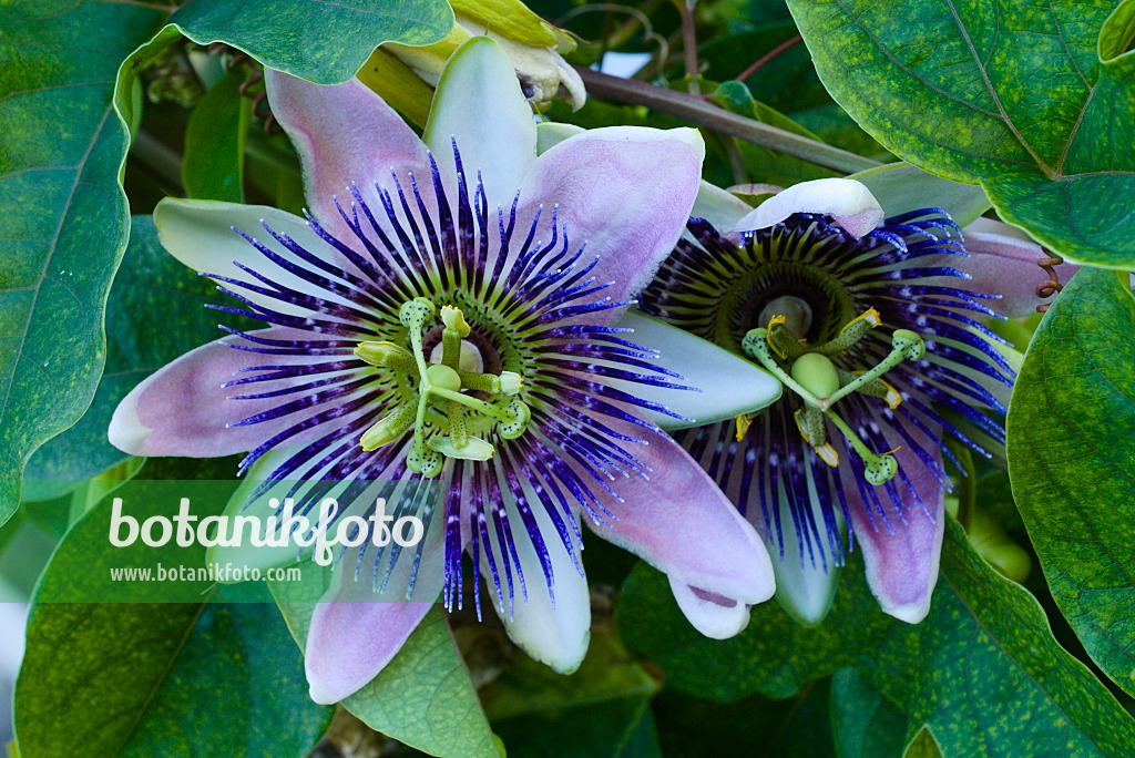 672052 - Passiflore (Passiflora x belotii)