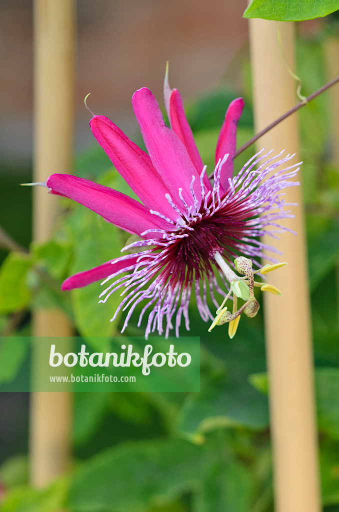 547354 - Passion flower (Passiflora Crimson Tears)
