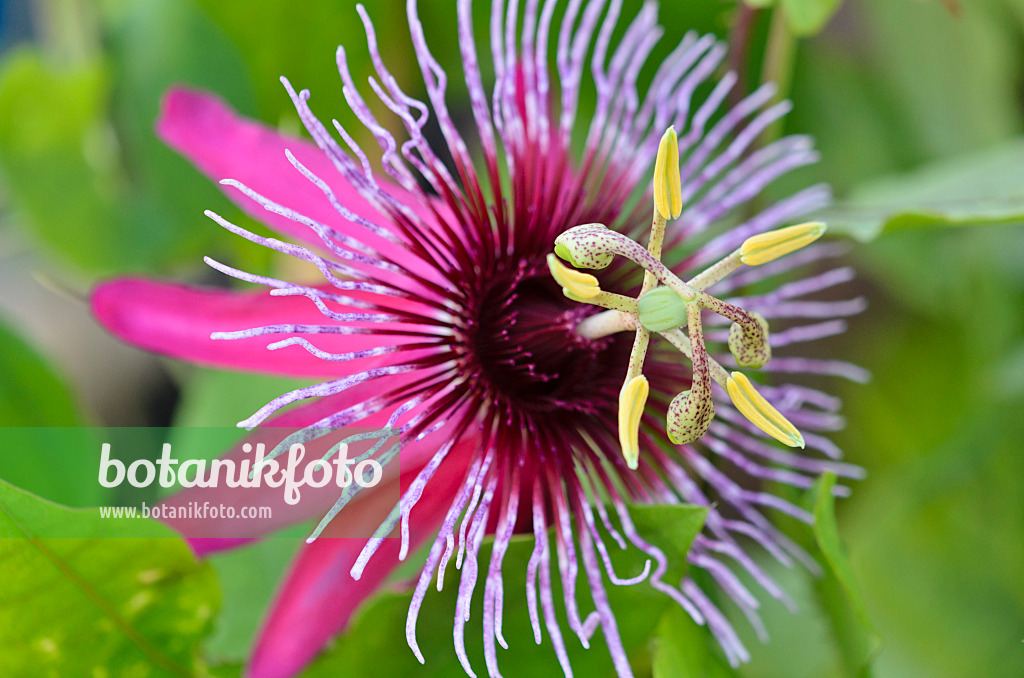 547355 - Passion flower (Passiflora Crimson Tears)