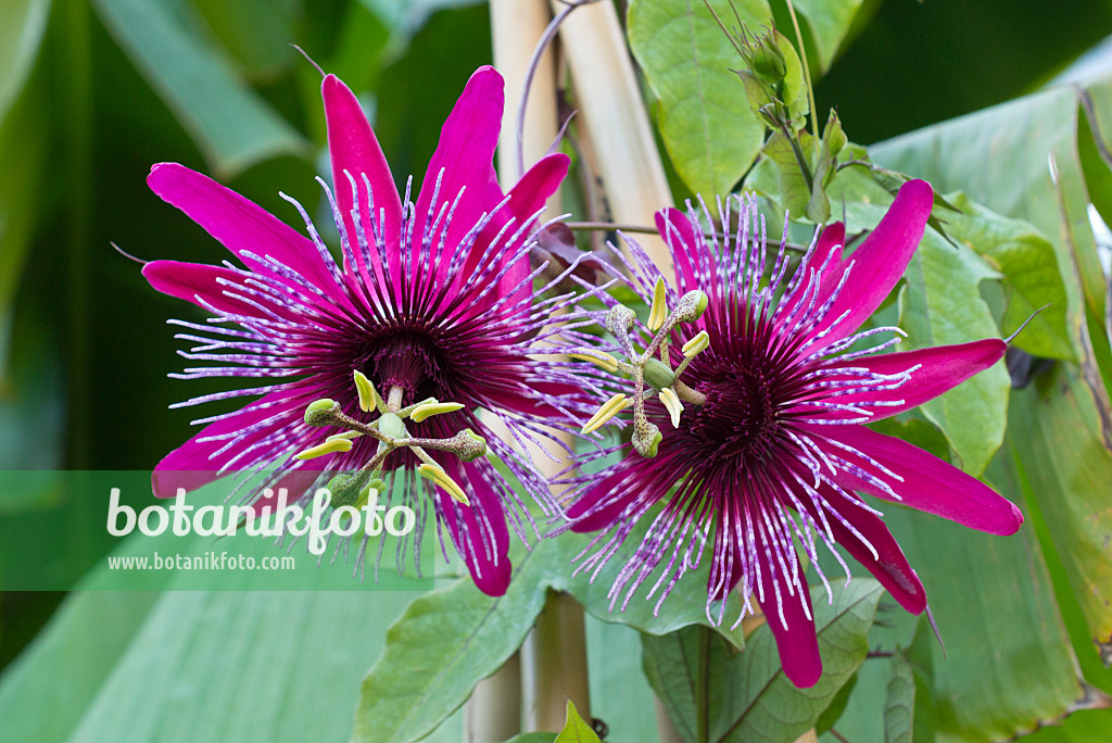 549171 - Passion flower (Passiflora Crimson Tears)