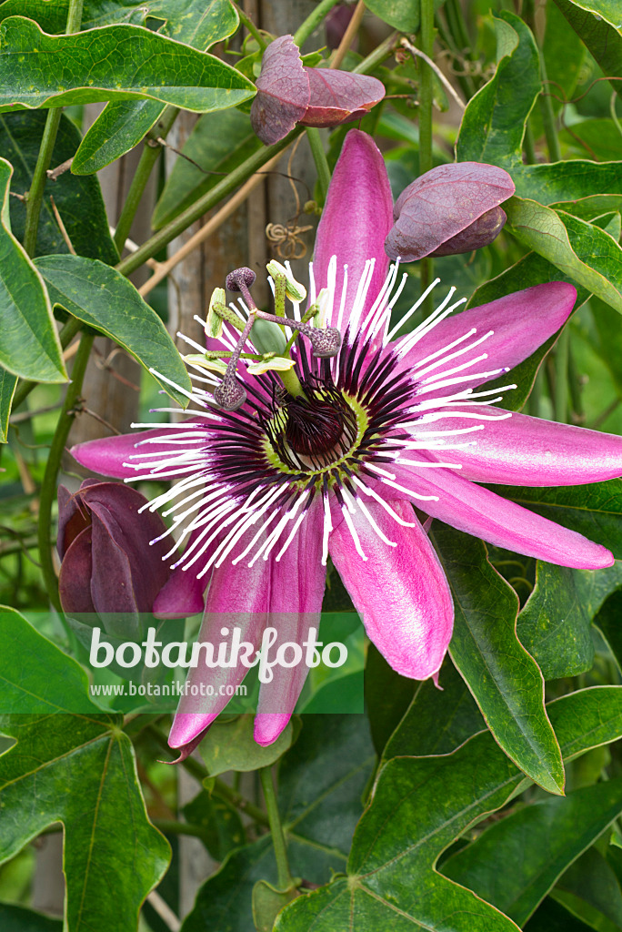 610022 - Passion flower (Passiflora x violacea)