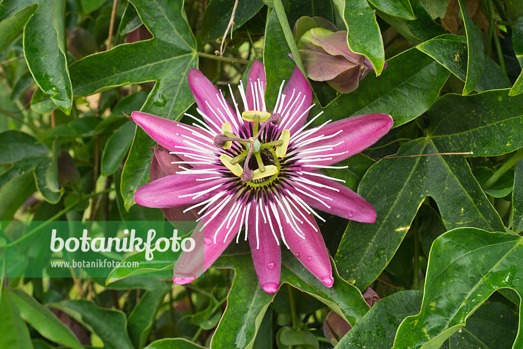 610024 - Passion flower (Passiflora x violacea)