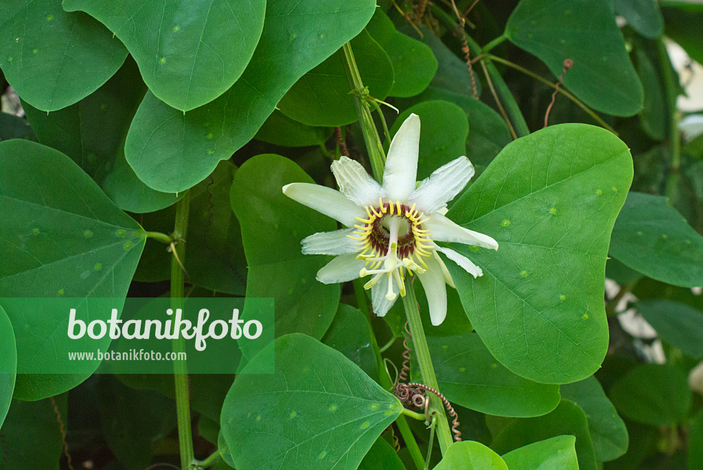 548108 - Passion flower (Passiflora yucatanensis)