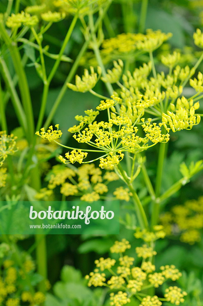 473230 - Pastinake (Pastinaca sativa)