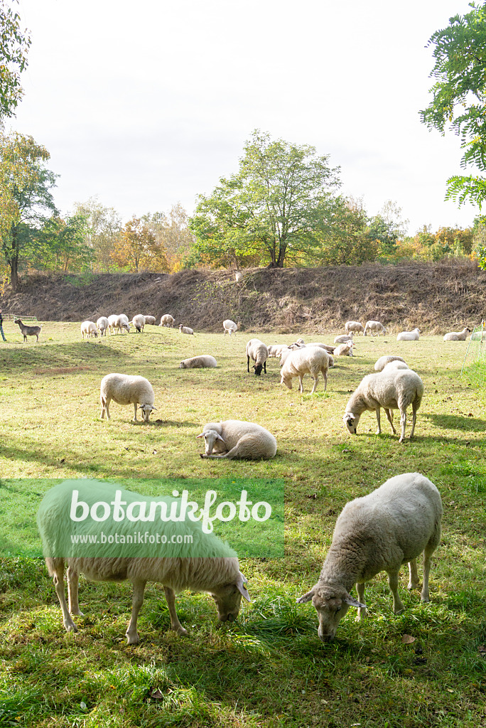 625091 - Pasture with sheeps