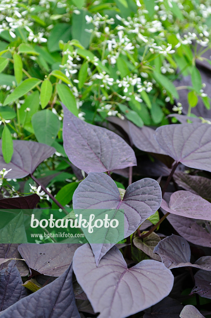 487224 - Patate douce (Ipomoea batatas 'Black Heart') et euphorbe (Euphorbia hypericifolia 'Diamond Frost')