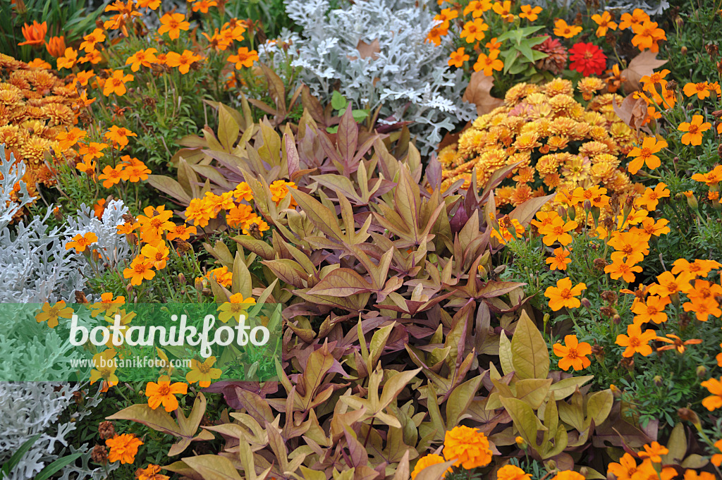 517090 - Patate douce (Ipomoea batatas 'Sweet Caroline Bronze'), zinnia du Mexique (Zinnia angustifolia 'Profusion Apricot') et séneçon cinéraire (Senecio cineraria 'Silverdust')