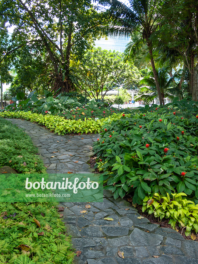 411092 - Path made of uneven stone slabs between flowering shrubs in a tropical park