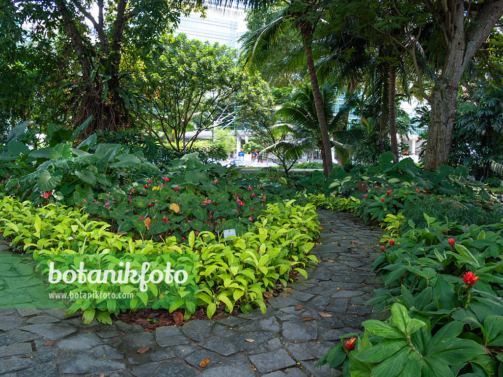 411091 - Path made ofuneven stone slabs between flowering shrubs in a tropical park