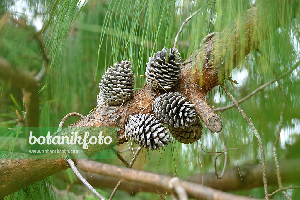 517273 - Patula pine (Pinus patula)