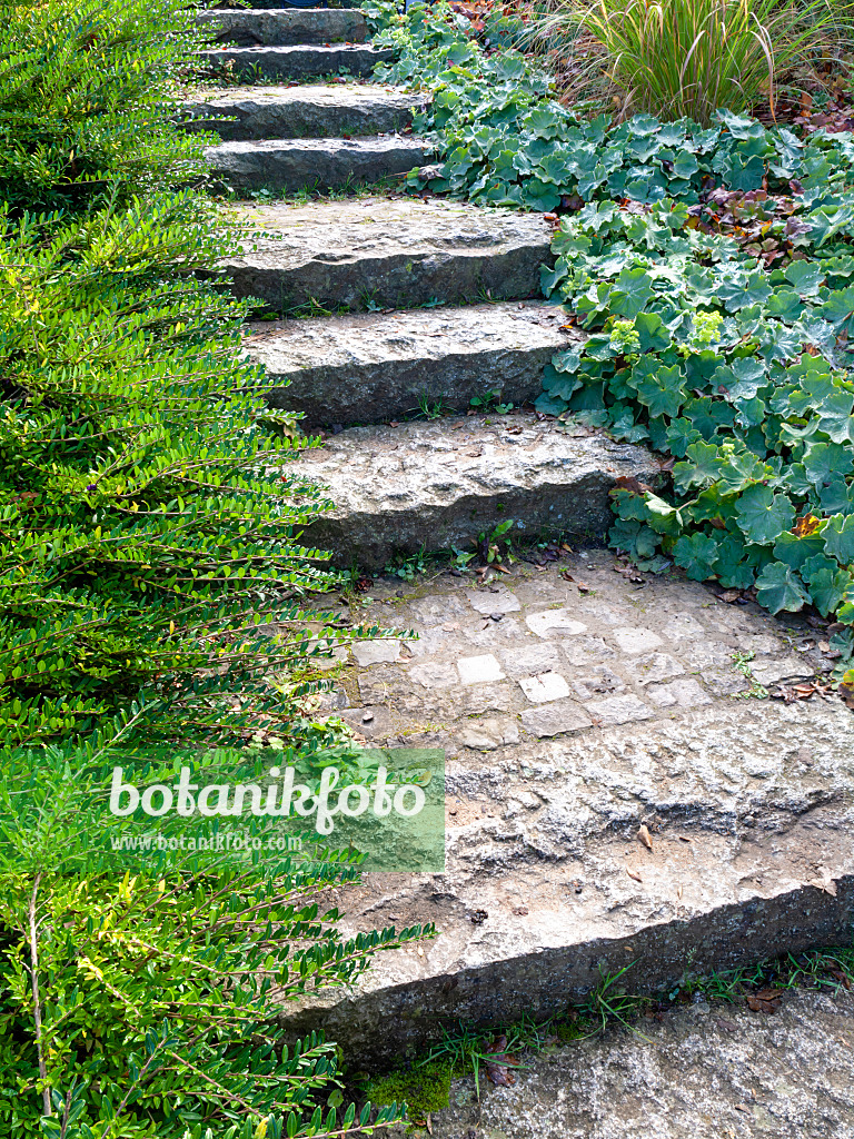 465158 - Paved stone staircase in a garden