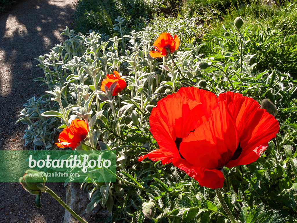 413058 - Pavot d'Orient (Papaver orientale)