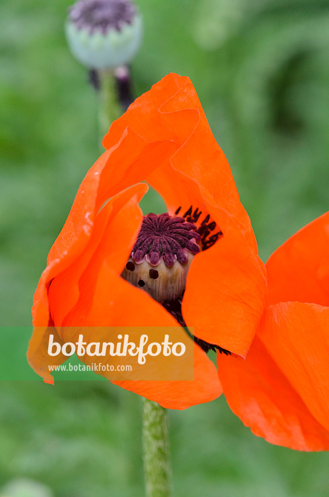 545018 - Pavot d'Orient (Papaver orientale 'Brilliant')